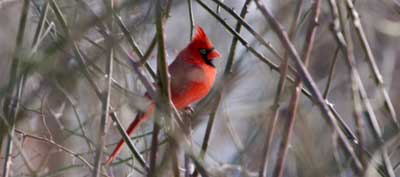 Redbird2_51590_L1